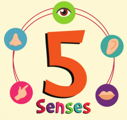 HG – The Five Senses | rainbow-montessori-nursery.co.uk