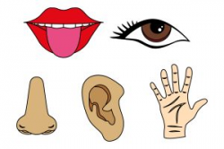 Five senses clipart see 4 » Clipart Station