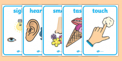 Five Senses Display Posters - Smell, sight, sound, hearing