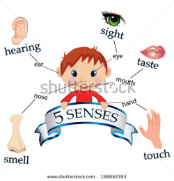 Kinesiology & Sport Review: HOW IMPORTANT ARE YOUR SENSES WHILE ...