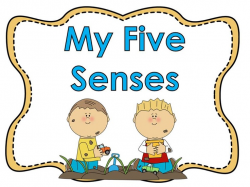 90 best Five Senses images on Pinterest | Preschool, Kindergarten ...