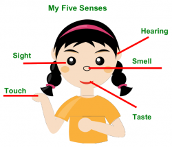 My 5 Senses Rhyme – Creative Chinese