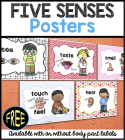 FREEBIE Five Senses Posters with or without body parts labels ...