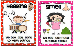 Krazee 4 Kindergarten: 5 Senses Poster Set- FREE DOWNLOAD