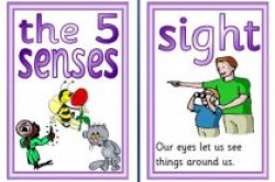 5 senses powerpoint background ks1 and ks2 science teaching ...