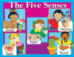 Introduction - The Five Senses