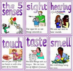 5 senses lesson plans for preschool | LAP Teachers! | Pinterest ...