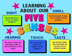 Make a Science Fair Project about the Five Senses | 