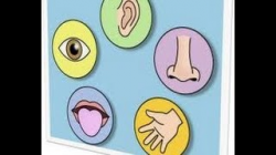 Five 5 Senses Human Body- -Part 1-kindergarten,preschool,toddlers ...