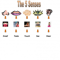 Free 5 Senses Cliparts, Download Free Clip Art, Free Clip ...