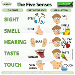 The Five Senses | Woodward English