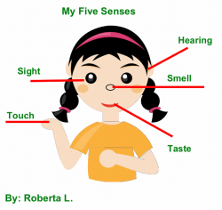 Fun Human Body Senses Quiz – FREE Online Kids Quizzes -