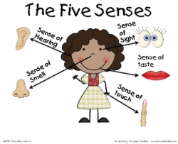 The Five Senses Poster by Mercedes Valentin Davila | TpT
