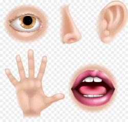 The Five Senses Organ Human body Human nose - Eye png download ...