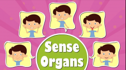 Human Sense Organs | Videos for Kids | It's AumSum Time - YouTube