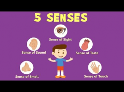 Human Sense Organs | Learn about five Senses - YouTube ...