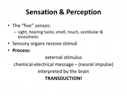 Sensation & Perception Chapter 5. Sensation & Perception The “five ...