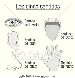 EPS Vector - Five senses spanish names sensory organs chart. Stock ...