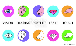 Five senses methods of perception, taste vision touch smell hearing ...