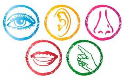 pics of the 5 senses | 5 Senses Clip Art | PreK Clip Art ...