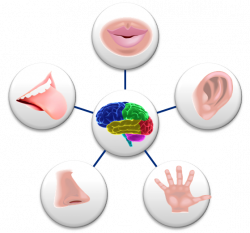 How Much Do Your 5 Senses Affect Your Day? - Sara Valentine Holistic ...