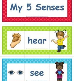 Five Senses Vocabulary Cards: Sight, Hearing, Touch, Taste, & Smell