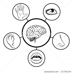 Brain and Five Senses - Stock Illustration [25709104] - PIXTA