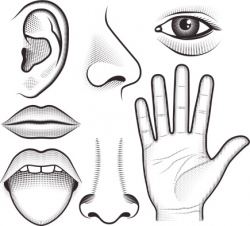 28+ Collection of Sense Organs Clipart Black And White | High ...