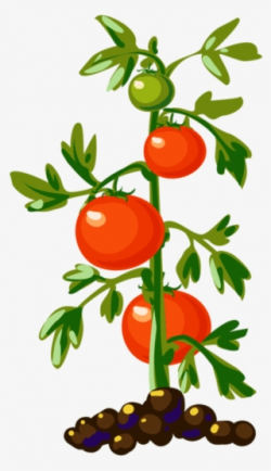 Tomato PNG, Transparent Tomato PNG Image Free Download - PNGkey