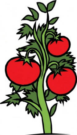 Tomato For Names Clipart