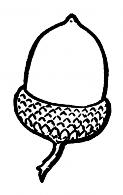 Acorn Line Drawing at PaintingValley.com | Explore ...