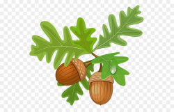 Acorn Autumn leaf color Clip art - Acorn PNG image png download ...