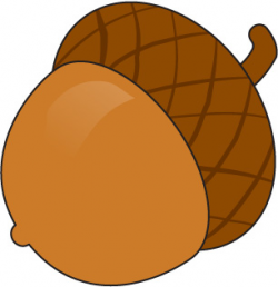 Acorn clipart animated - Pencil and in color acorn clipart animated