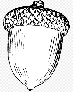 Drawing Acorn Line art Clip art - acorn squash png download - 830 ...