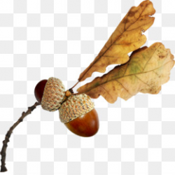 Acorn Autumn Clip art - acorn png download - 1042*1024 - Free ...