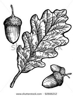 oak leaf drawing - Google Search | Leaf Drawing | Pinterest | Leaf ...