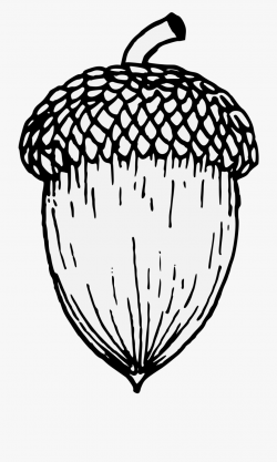 Acorn - Line Drawing Of An Acorn #98499 - Free Cliparts on ...