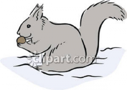 Grey Squirrel Eating An Acorn - Royalty Free Clipart Picture