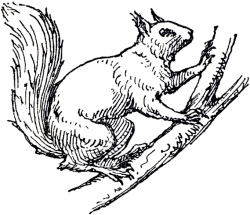 Cute Squirrel with Acorn PNG Cartoon Clipart - Clip Art Library