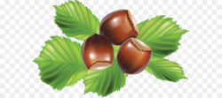 Hazelnut Walnut Clip art - Hazelnut Cliparts png download - 639*398 ...