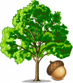 Oak Tree Acorn Images images | acorn | Family tree chart ...
