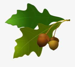 Oak Tree And Acorn Clipart - Portable Network Graphics ...