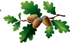 Oak leaves and acorns | Art | Oak tree, Fall clip art, Leaf ...