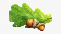 Acorn Clipart Oak Leaf - Acorn And Oak Png #837924 - Free ...