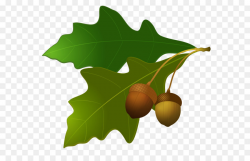 Acorn Oak Leaf Clip art - Acorn PNG image png download - 4284*3709 ...