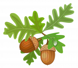 28+ Collection of Acorn Clipart Png | High quality, free cliparts ...
