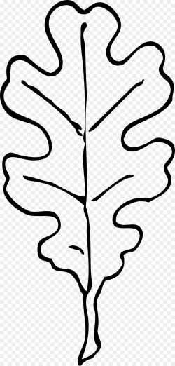 White oak Leaf Acorn Clip art - oak png download - 999*2086 - Free ...