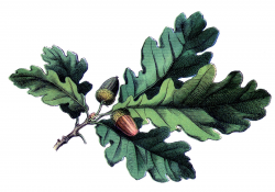 Antique Botanical Image - Oak Leaves with Acorns - The Graphics Fairy