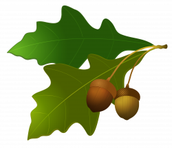 Acorn PNG imge, free picture download