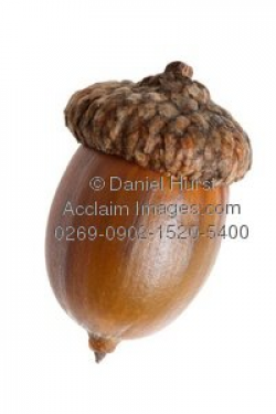 single acorn clipart & stock photography | Acclaim Images